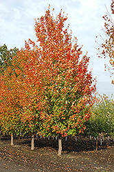 Inferno Sugar Maple (Acer saccharum 'Jeferno') at Lurvey Garden Center