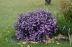Purple Dome Aster (Symphyotrichum novae-angliae 'Purple Dome') at Lurvey Garden Center