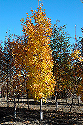 Lord Selkirk Sugar Maple (Acer saccharum 'Jefselk') at Lurvey Garden Center
