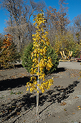 Manzano Bigtooth Maple (Acer grandidentatum 'Manzano') at Lurvey Garden Center