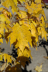Manzano Bigtooth Maple (Acer grandidentatum 'Manzano') at Lurvey Garden Center