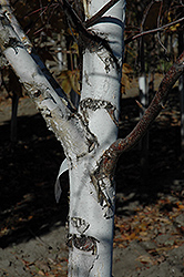Prairie Vision Japanese White Birch (Betula platyphylla 'VerDale') at Lurvey Garden Center
