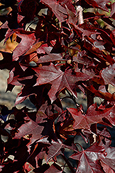 Crimson Sunset Maple (Acer 'JFS-KW202') at Lurvey Garden Center