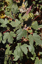 Regal Petticoat Sycamore Maple (Acer pseudoplatanus 'Tunpetti') at Lurvey Garden Center