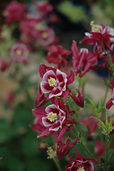 Winky Red And White Columbine (Aquilegia 'Winky Red And White') at Lurvey Garden Center