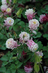 Winky Double Rose And White Columbine (Aquilegia 'Winky Double Rose And White') at Lurvey Garden Center
