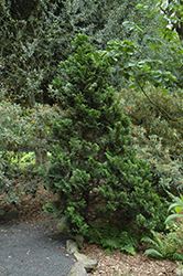 Nana Dwarf Hinoki Falsecypress (Chamaecyparis obtusa 'Nana') at Lurvey Garden Center