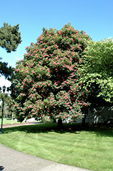 Ruby Red Horse Chestnut (Aesculus x carnea 'Briotti') at Lurvey Garden Center