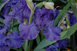 Breakers Iris (Iris 'Breakers') at Lurvey Garden Center