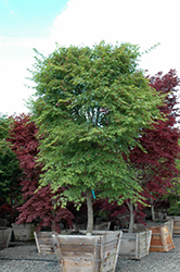 Nishiki Gawa Japanese Maple (Acer palmatum 'Nishiki Gawa') at Lurvey Garden Center