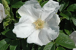 White Rugosa Rose (Rosa rugosa 'Alba') at Lurvey Garden Center