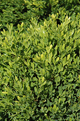 Faulkner Boxwood (Buxus microphylla 'Faulkner') at Lurvey Garden Center