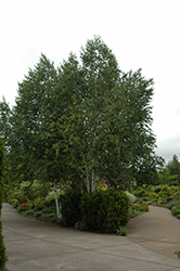 Whitebark Himalayan Birch (clump) (Betula utilis 'var. jacquemontii (clump)') at Lurvey Garden Center