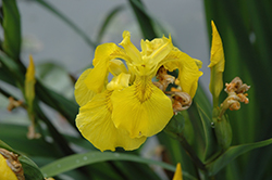 Yellow Flag Iris (Iris pseudacorus) at Lurvey Garden Center