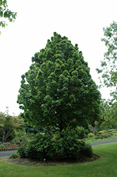 Apollo Sugar Maple (Acer saccharum 'Barrett Cole') at Lurvey Garden Center