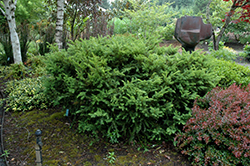 Taunton's Yew (Taxus x media 'Tauntonii') at Lurvey Garden Center