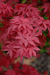 Twombly's Red Sentinel Japanese Maple (Acer palmatum 'Twombly's Red Sentinel') at Lurvey Garden Center