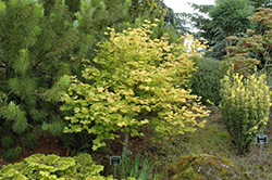 Sunglow Vine Maple (Acer circinatum 'Sunglow') at Lurvey Garden Center