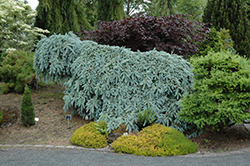 The Blues Colorado Blue Spruce (Picea pungens 'The Blues') at Lurvey Garden Center