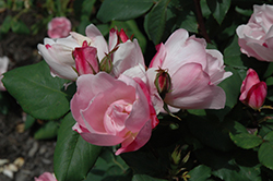 Blushing Knock Out Rose (Rosa 'Radyod') at Lurvey Garden Center
