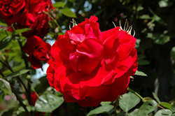 Ramblin' Red Rose (Rosa 'Ramblin' Red') at Lurvey Garden Center
