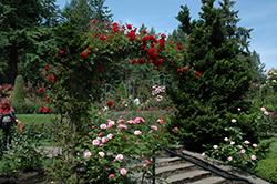 Ramblin' Red Rose (Rosa 'Ramblin' Red') at Lurvey Garden Center