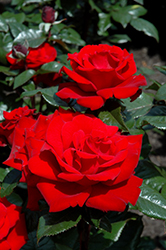 Crimson Bouquet Rose (Rosa 'Crimson Bouquet') at Lurvey Garden Center