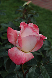 Gemini Rose (Rosa 'Gemini') at Lurvey Garden Center