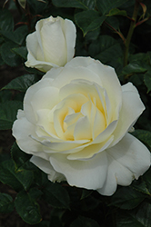 Moondance Rose (Rosa 'Moondance') at Lurvey Garden Center