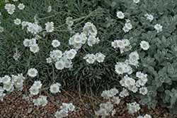Serbica Greek Yarrow (Achillea ageratifolia ssp. Serbica) at Lurvey Garden Center
