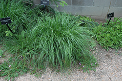 Silver Spike Grass (Achnatherum calamagrostis) at Lurvey Garden Center