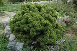Sherwood Compact Mugo Pine (Pinus mugo 'Sherwood Compact') at Lurvey Garden Center
