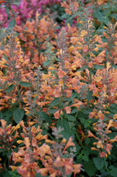 Acapulco Orange Mexican Hyssop (Agastache mexicana 'Acapulco Orange') at Lurvey Garden Center