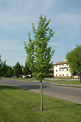 Northern Flare Sugar Maple (Acer saccharum 'Sisseton') at Lurvey Garden Center