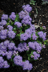 Blue Danube Flossflower (Ageratum 'Blue Danube') at Lurvey Garden Center