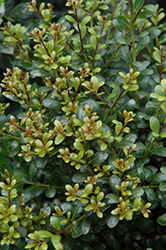 Compact Inkberry Holly (Ilex glabra 'Compacta') at Lurvey Garden Center