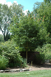 Henry's Maple (Acer henryi) at Lurvey Garden Center