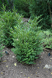 Jim's True Spreader Boxwood (Buxus microphylla 'Jim Stauffer') at Lurvey Garden Center