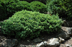 Grace Hendrick Phillips Boxwood (Buxus microphylla 'Grace Hendrick Phillips') at Lurvey Garden Center
