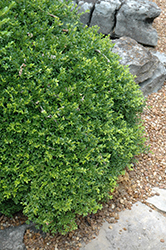 Kingsville Boxwood (Buxus microphylla 'Kingsville') at Lurvey Garden Center
