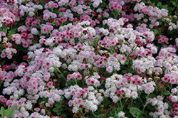 Cloud Nine Pink Flossflower (Ageratum 'Cloud Nine Pink') at Lurvey Garden Center