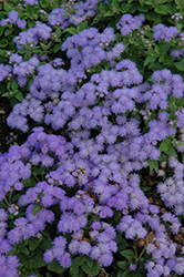Cloud Nine Blue Flossflower (Ageratum 'Cloud Nine Blue') at Lurvey Garden Center