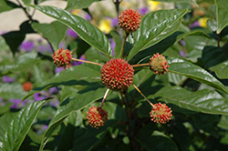 Button Bush (Cephalanthus occidentalis) at Lurvey Garden Center