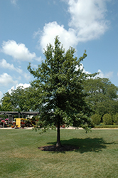 Shingle Oak (Quercus imbricaria) at Lurvey Garden Center