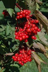 Hahs American Cranberry (Viburnum trilobum 'Hahs') at Lurvey Garden Center