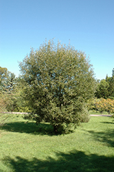 Pussy Willow (Salix discolor) at Lurvey Garden Center