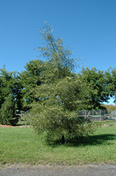 Imperial Common Alder (Alnus glutinosa 'Imperialis') at Lurvey Garden Center