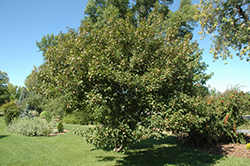 Bergiana Flame Amur Maple (Acer ginnala 'Bergiana Flame') at Lurvey Garden Center