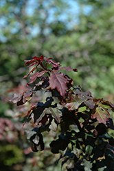 Royal Ruby Hedge Maple (Acer campestre 'Royal Ruby') at Lurvey Garden Center