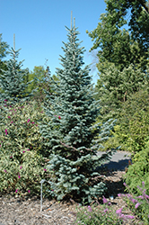 Argentea Mountain Fir (Abies lasiocarpa 'Argentea') at Lurvey Garden Center